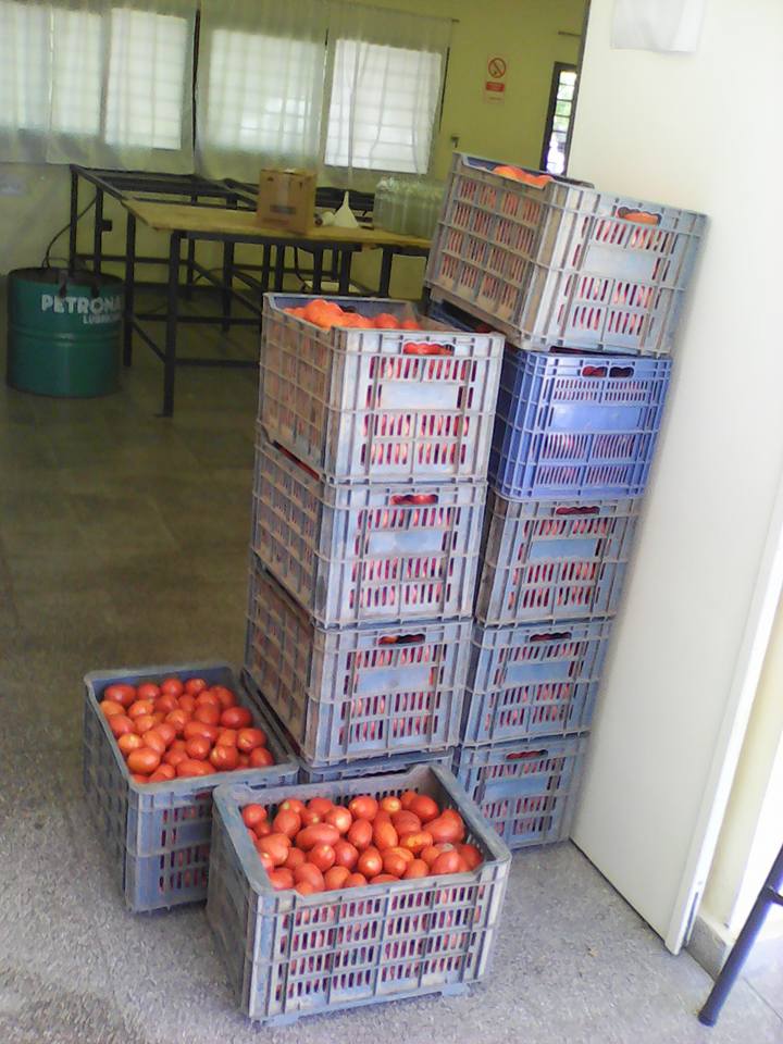 producción de tomate triturado 3