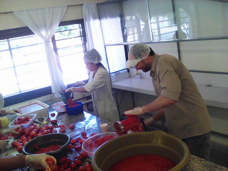 producción de tomate triturado 5